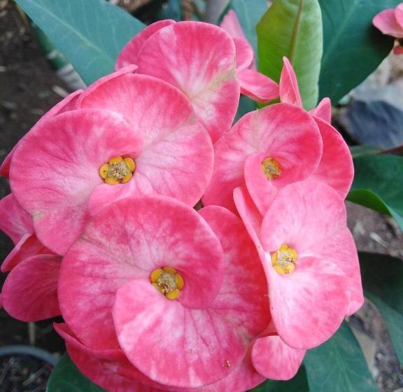 Номер Стандарт Вид на Горы, Tree Lodge Banlung