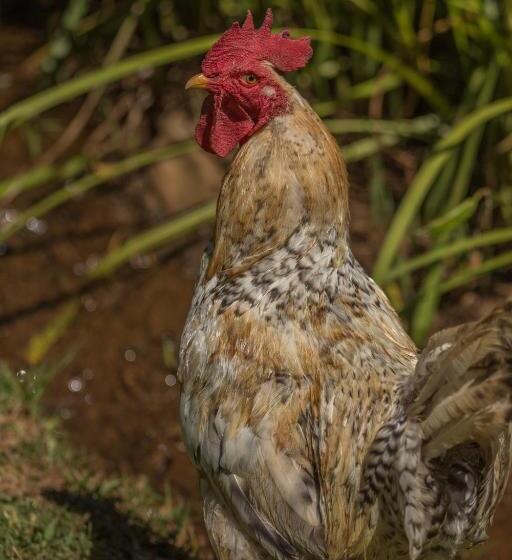 בית, חדר שינה 1, Lavender Trout Guest Farm