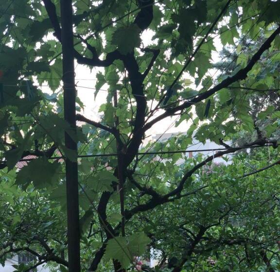 اتاق راحتی سه تخته, Guest House Plima 2