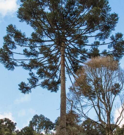 شاليه سوبيريور غرفة نوم واحدة, Pousada Medeiros