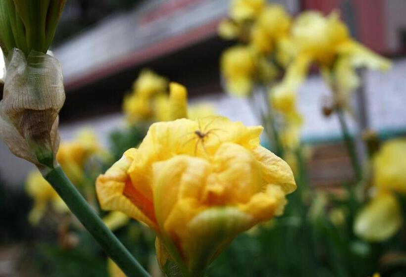 スタンダードスタジオ, Zoya Guest House