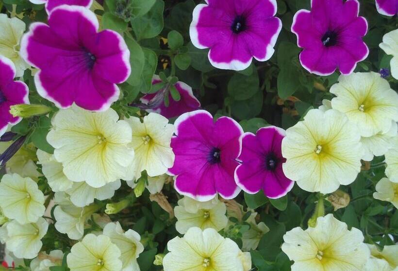 غرفة قياسية فردية, Pension Greimelbacherhof