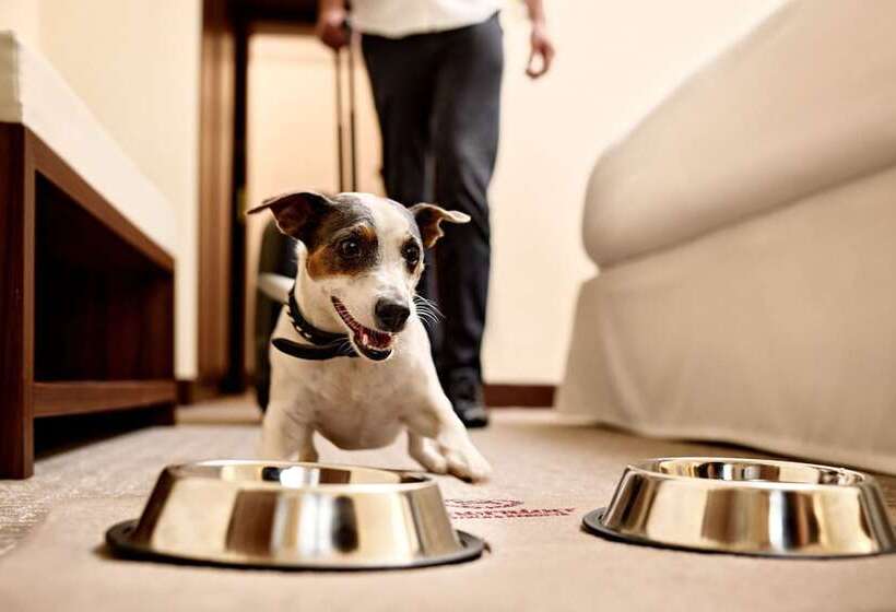 이그제큐티브 스위트, Sheraton Zagreb