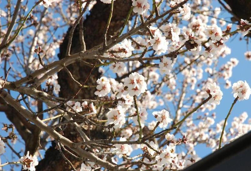 آپارتمان 2 خوابه, Almond Court Motel