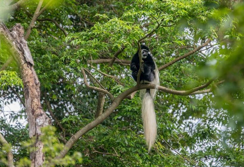 اتاق خانوادگی, Arusha Villa