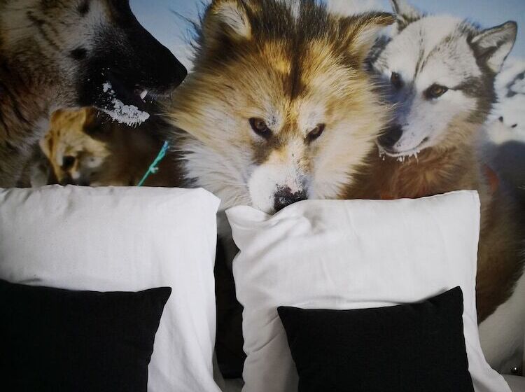 اتاق استاندارد یک نفره, Sisimiut