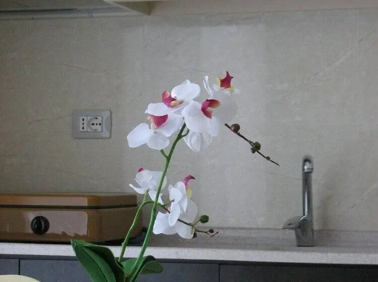 Appartement 1 Chambre Vue Jardin, Vila Tufi