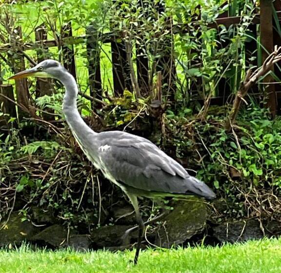 디럭스 룸, Bryn Elltyd Eco House
