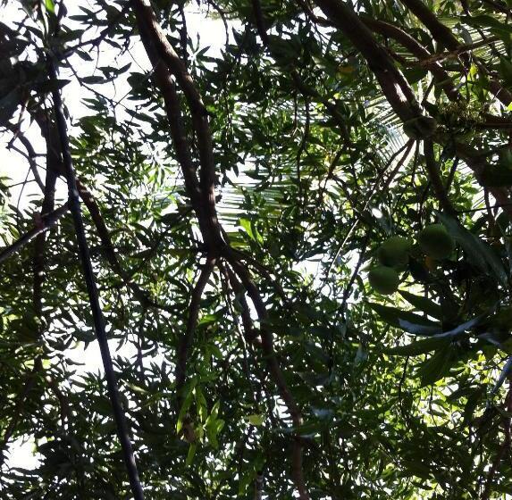 Номер Deluxe Кровать Кинг, Robert Inn Dambulla