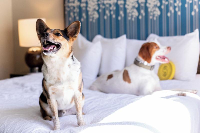 스탠다드 룸 퀸사이즈 침대, Magnolia Hotel Denver, A Tribute Portfolio