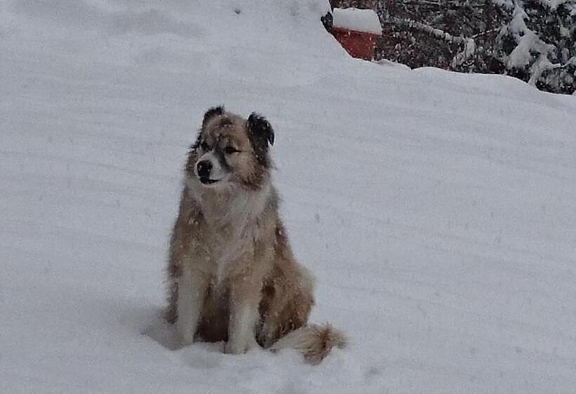 스탠다드 트리플 룸, Chambre Les Ormes