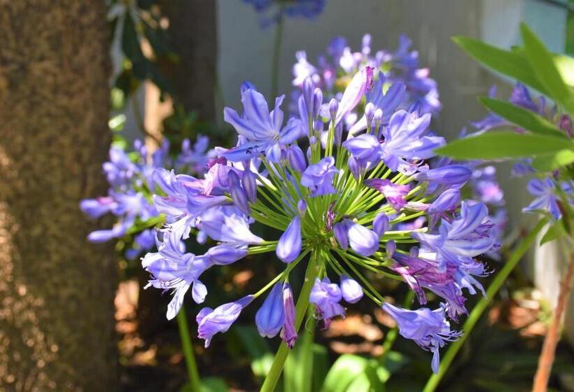 חדר סטנדרט לשלושה עם נוף לגינה, Albertos House