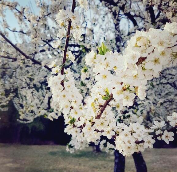 דירה בת חדר שינה 1 עם מרפסת, Apartments And Rooms Milena