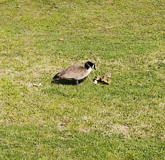 جناح لذوى الاحتياجات الخاصة, Quality Inn