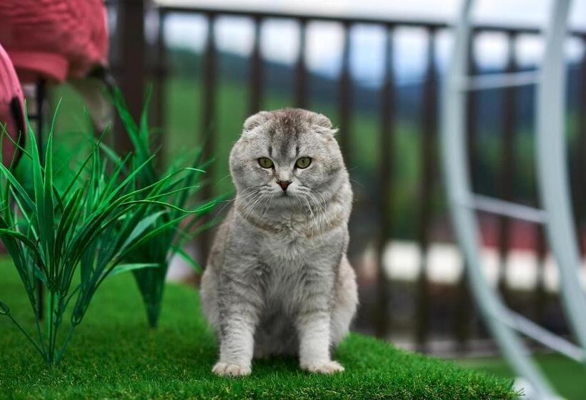 ویلای 1 خوابه, Villa Livorno