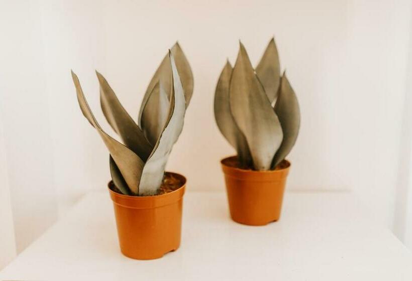 غرفة قياسية, Mar Azul & Surf