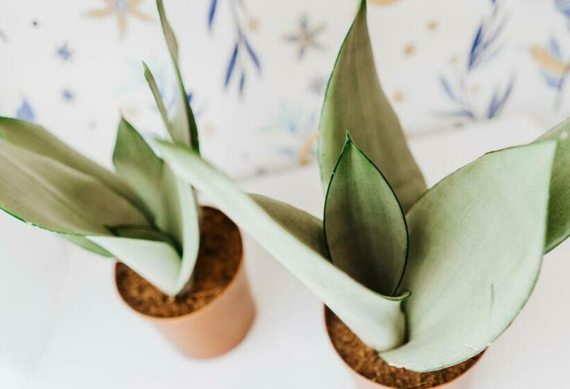 جناح جونيور عائلى, Mar Azul & Surf