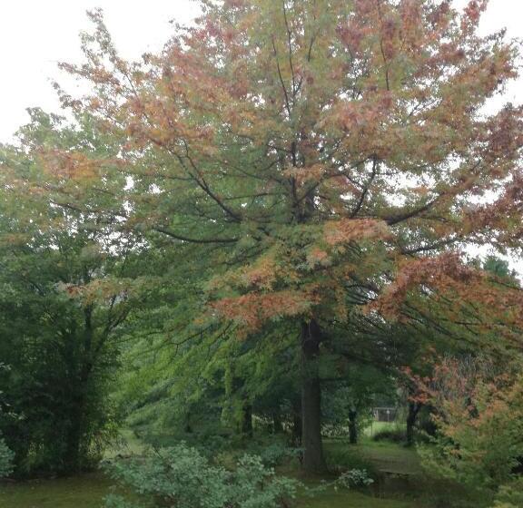 جناح, Gypsy Guest House Clarens