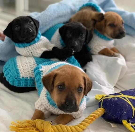 استودیو لوکس با چشم‌انداز دریا, Pure Wellness Sea View Beluga & Dolphin Luxury Hotel Apartments