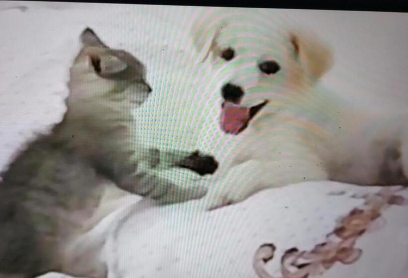 استودیوی استاندارد با چشم‌انداز دریا, Pure Wellness Sea View Beluga & Dolphin Luxury Hotel Apartments