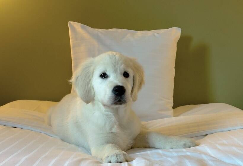 Номер Стандарт Индивидуальный, Good Morning Lund