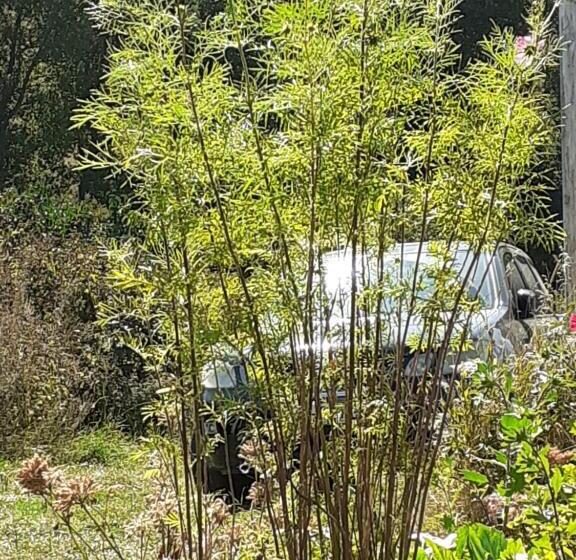 اتاق اکونومی, Kazbegi 1