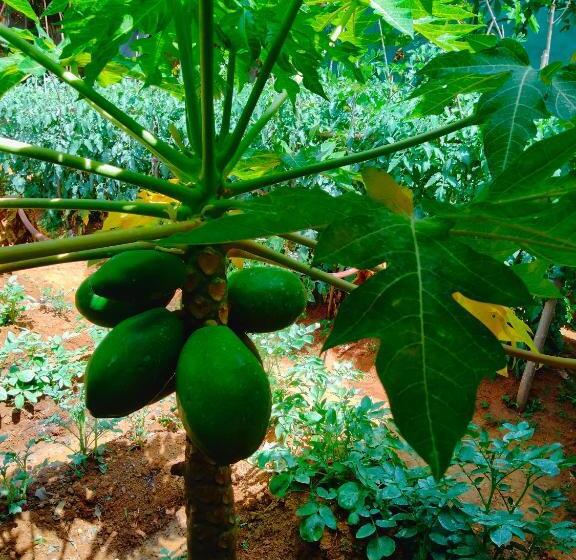 חדר סטנדרט עם טרסה, Club Villa