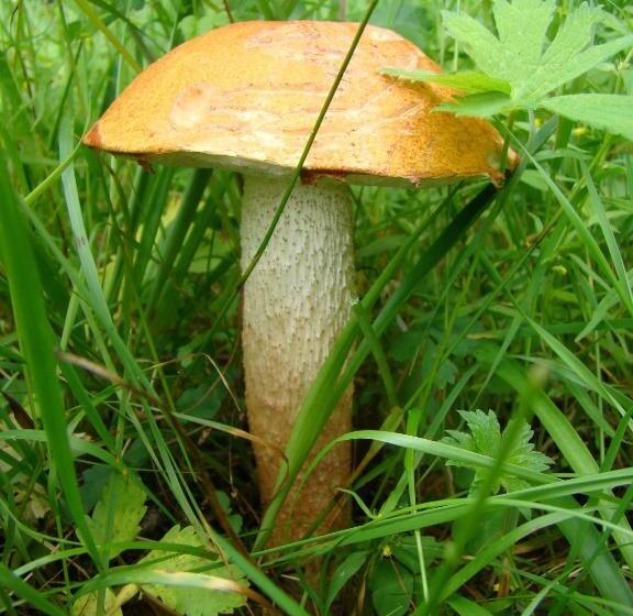 Трехместный Номер Стандарт Совместная Ванная, Wonderful Home