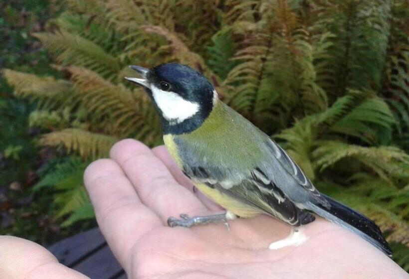 Трехместный Номер Стандарт Совместная Ванная, Wonderful Home