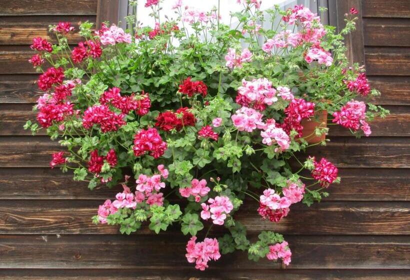 דירה בת חדר שינה 1 עם מרפסת, Adlerhorst