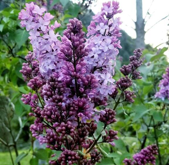 בית, חדר שינה 1, Strawhouse Resorts