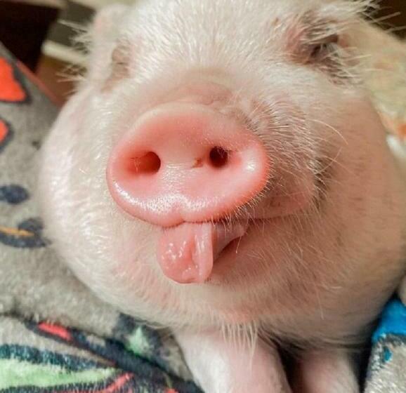 スーペリアールーム, Le Centre