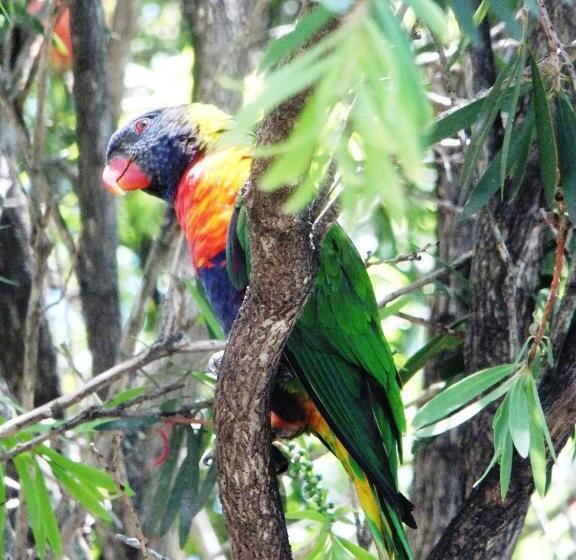 غرفة قياسية سرير ملكى, Torquay Terrace Bed & Breakfast