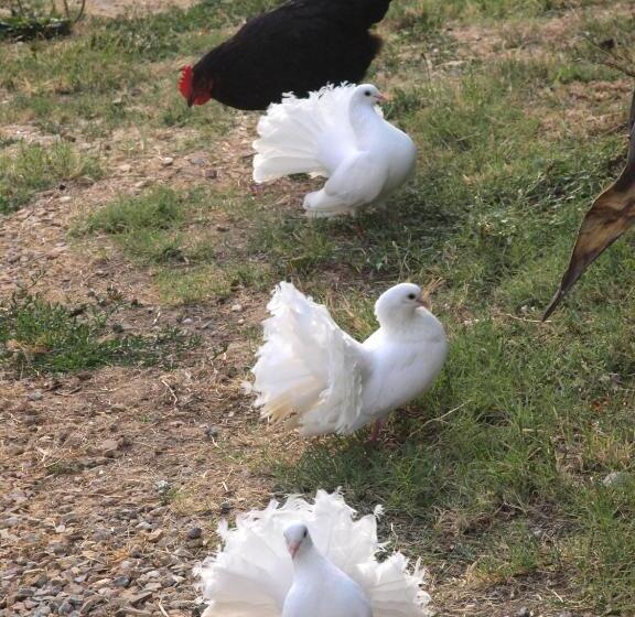 דירת חדר סופריור, Agriturismo La Roverella