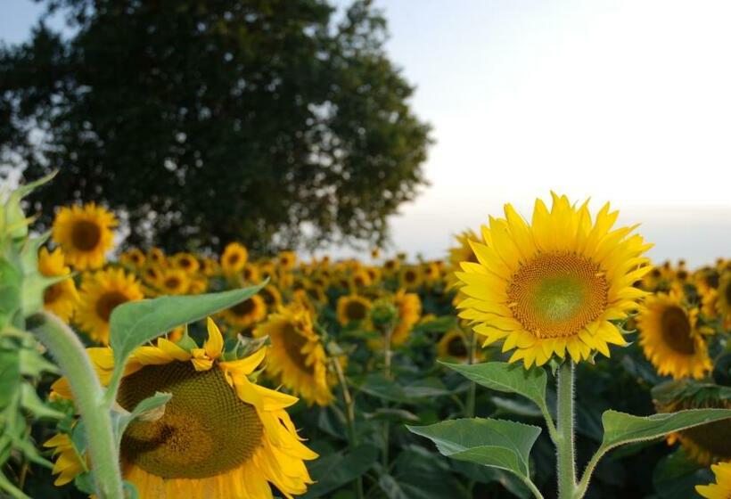 Номер Базовый Совметсный Санузел, Maison De Dora B&b