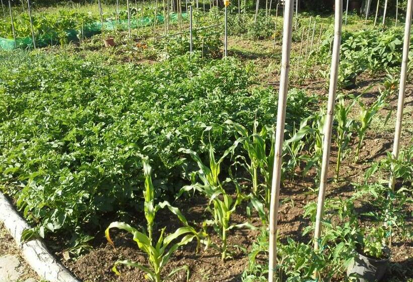 חדר סטנדרט נוף להרים, Amanita Boutique