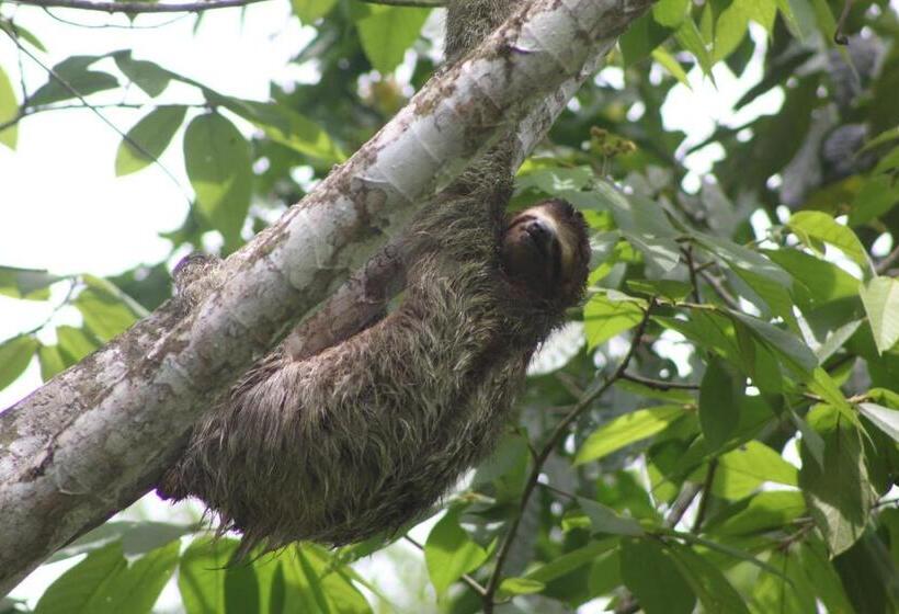اتاق استاندارد چهار تخته, Cabinas Agua Luna Frente Al Mar