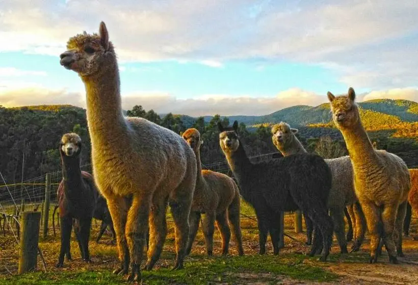 ツーベッドルーム ヴィラ, Valley Farm Vineyard Villas