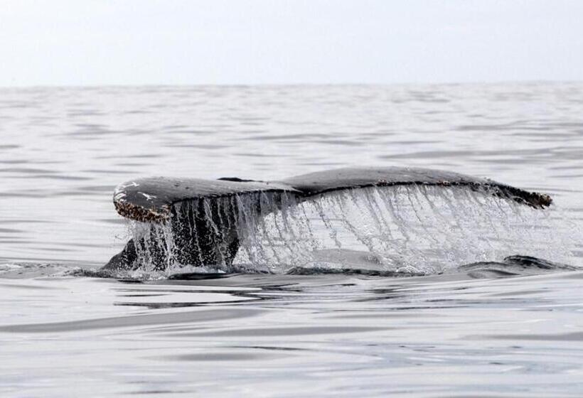דירת חדר נוף לים, Mollymook Beach Waterfront