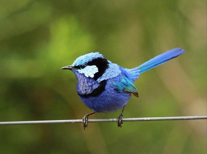 标准间, Dingup House