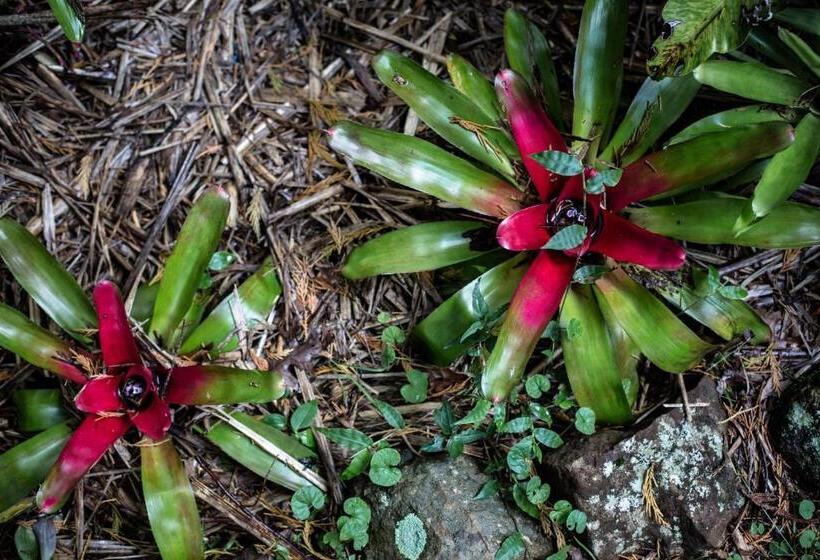 套房, Tall Trees Motel Mountain Retreat