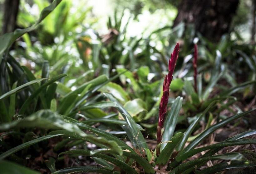 豪华家庭房间, Tall Trees Motel Mountain Retreat