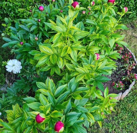 Апартаменты 3 Спальни, Agas Vendeghaz