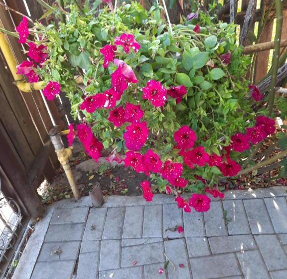 شقة غرفة واحدة, Pensiunea Cristiana