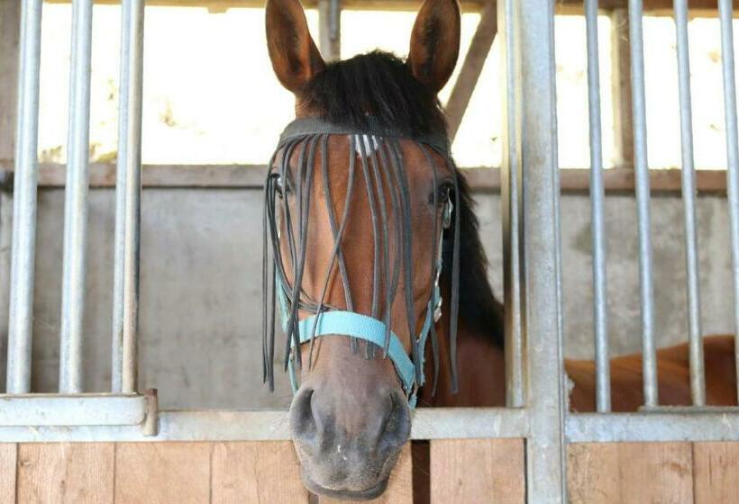 Апартаменты 1 Спальня с Террасой, Schwoererhof