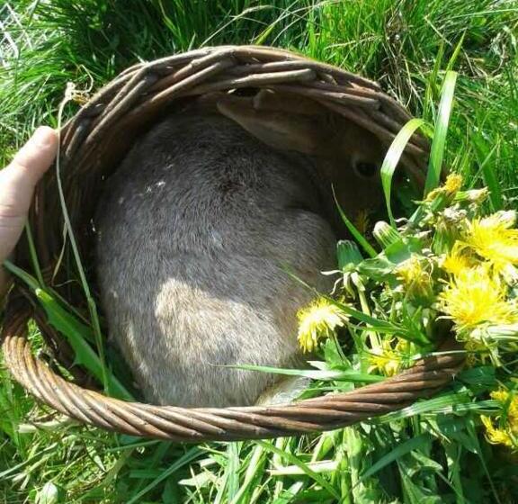 Апартаменты 1 Спальня с Террасой, Schwoererhof