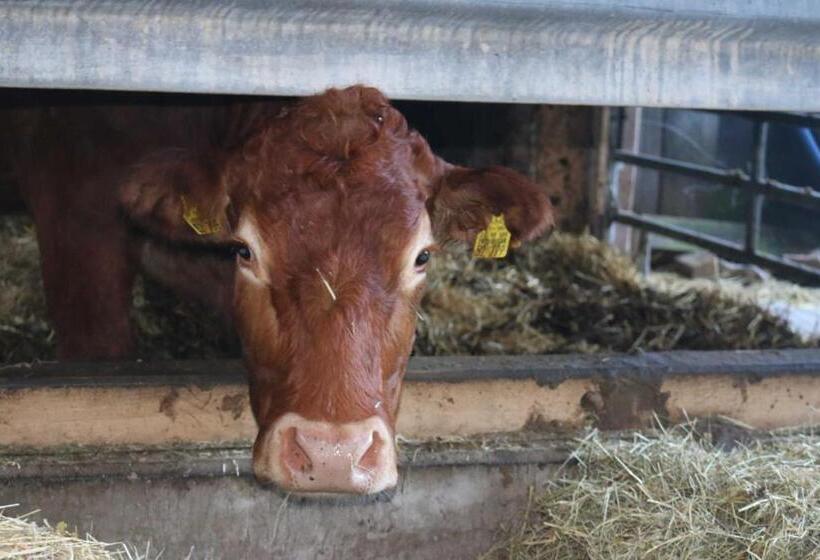 Апартаменты 1 Спальня с Террасой, Schwoererhof