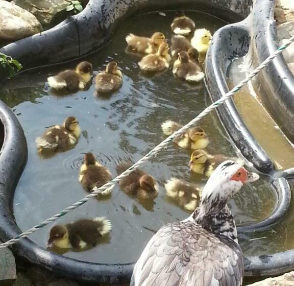 חדר אקונומי יחיד, A Sissy Hof