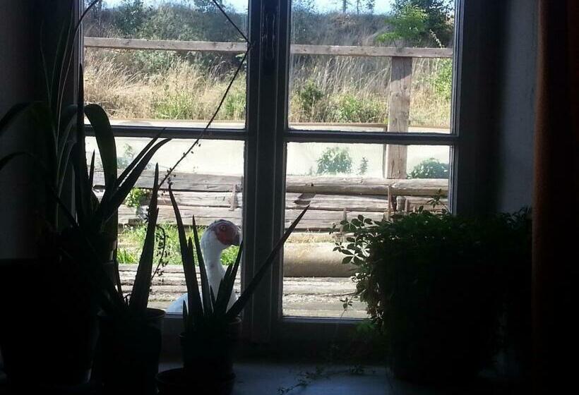 דירת חדר, A Sissy Hof