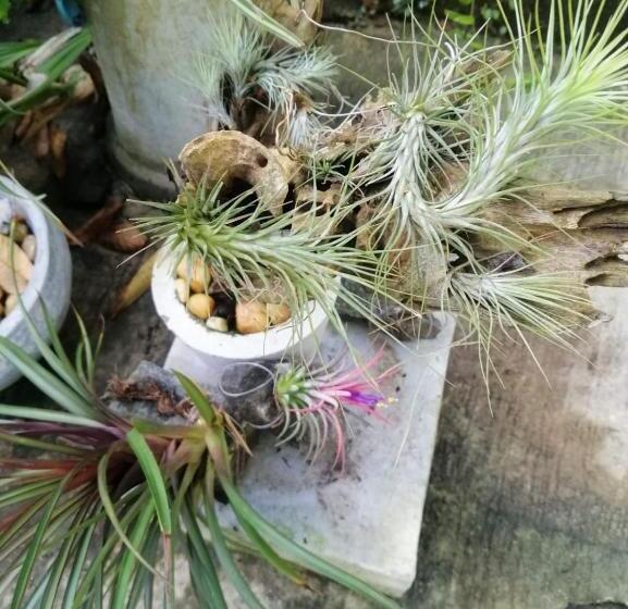 غرفة ديلوكس, Sinali Villa